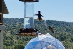 Deborah Rich and Mark Oppegard's  22' Growing Dome - hummingbirds