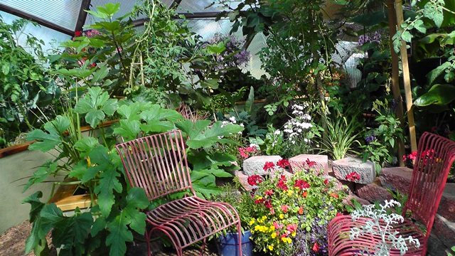 backyard greenhouse 26