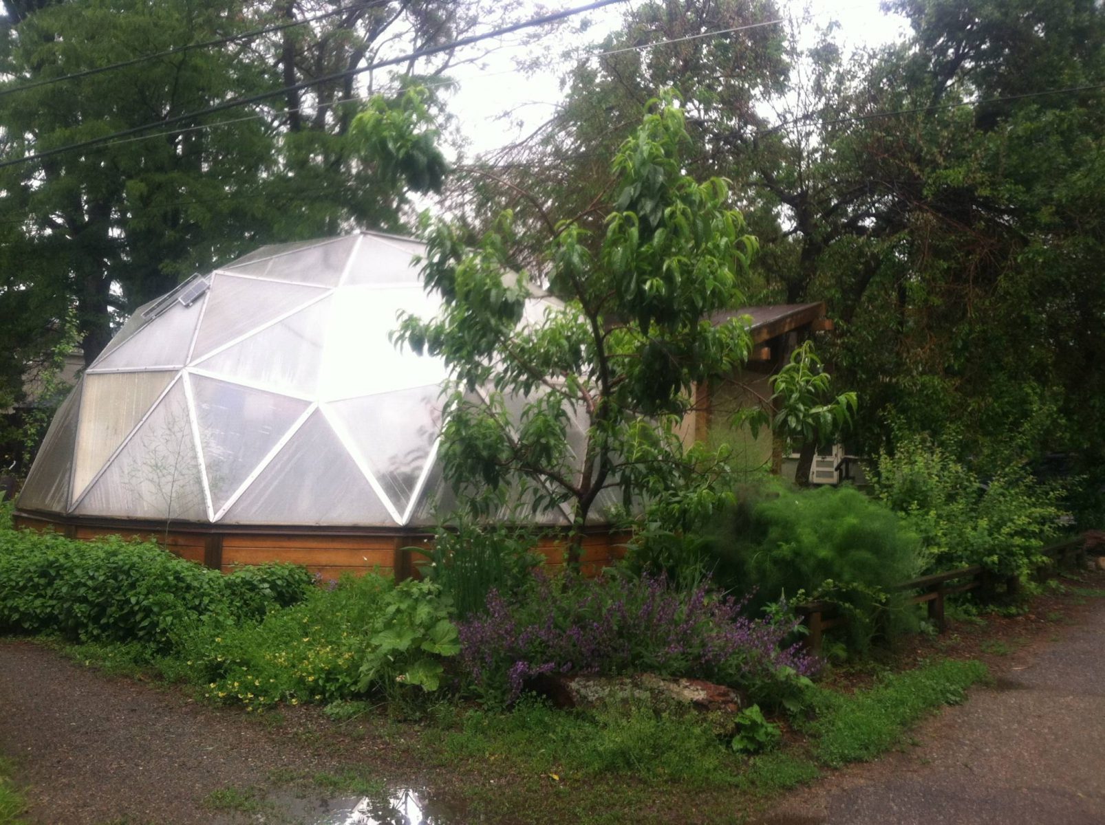 geodesic dome greenhouse with trees