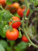 cost-of-organic-food - Growing Spaces Greenhouses cost of organic food