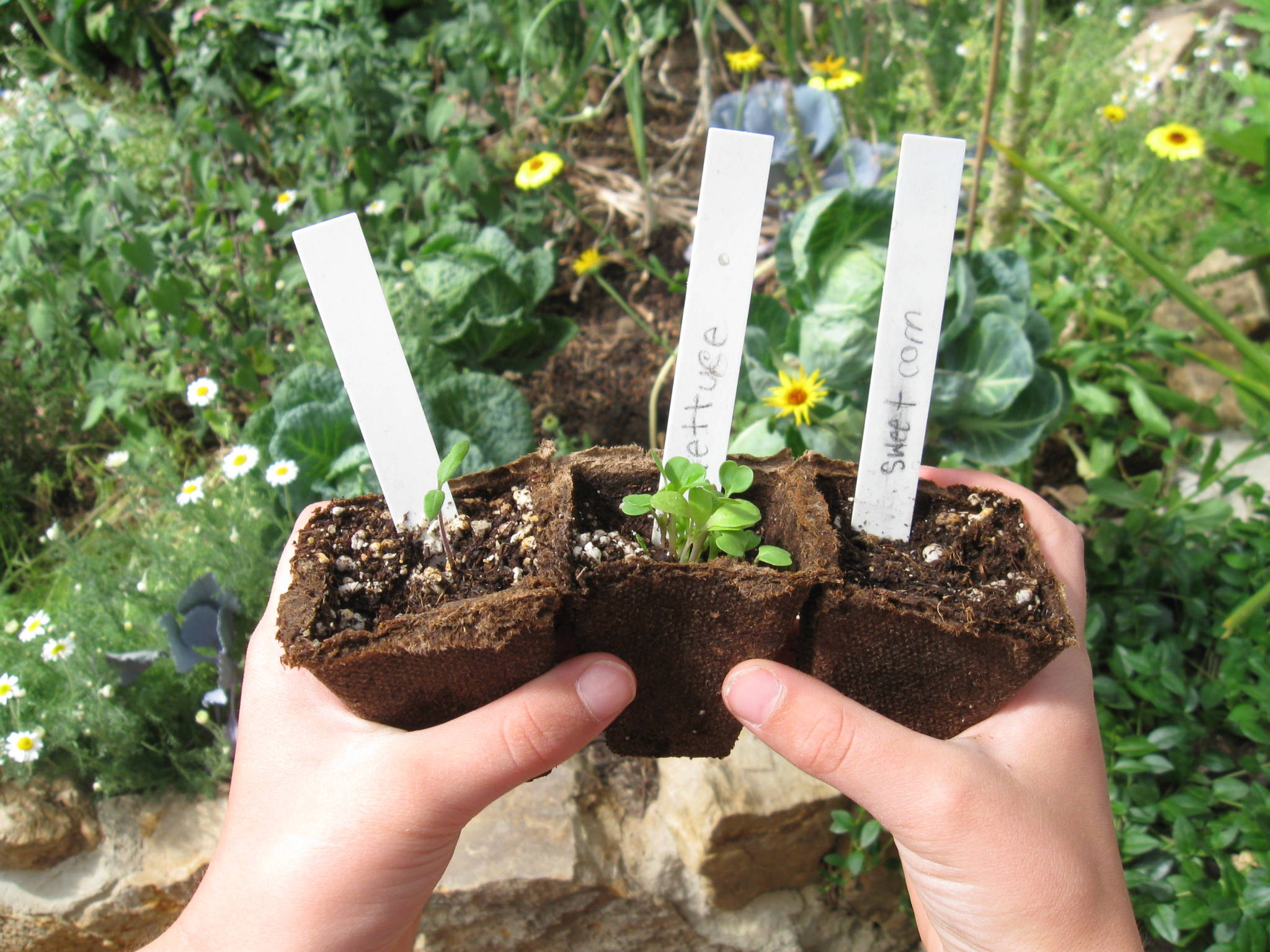 youth gardening