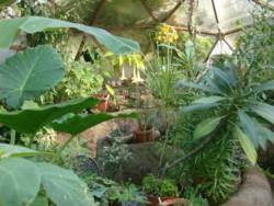 Tropical Greenhouse in Wisconsin