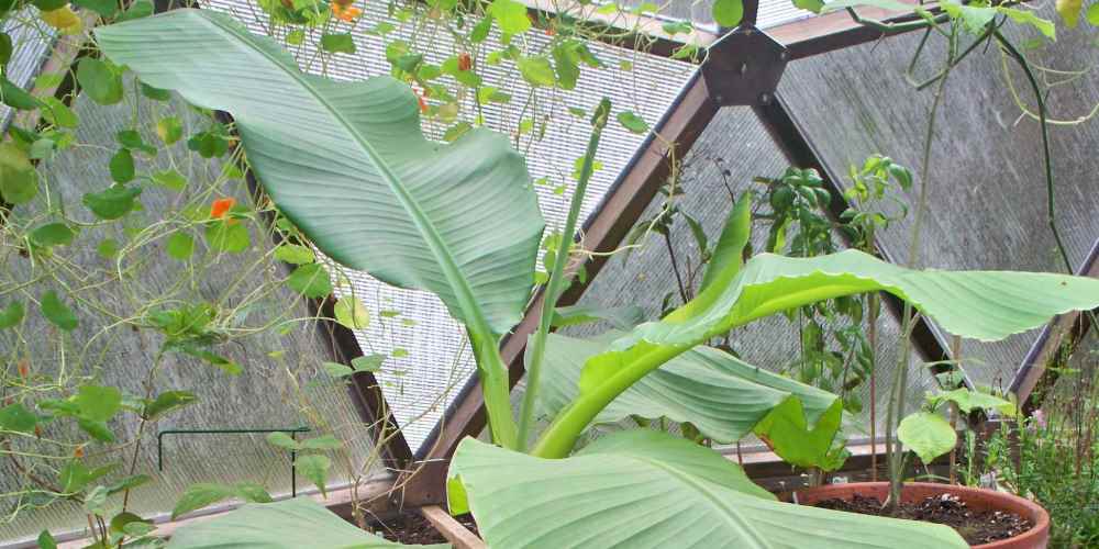 banana in an Oregon greenhouse