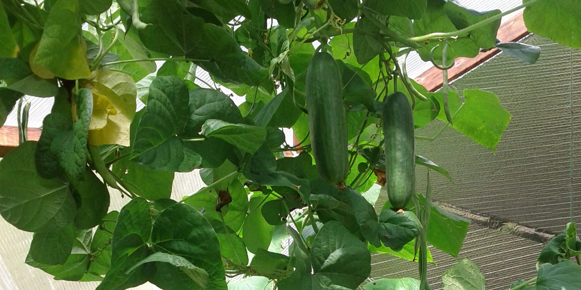 Cucumbers in Utah