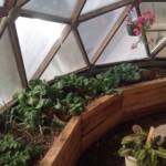 indoor garden greenhouse in New Mexico