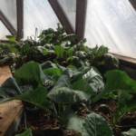 New Mexico Geodesic dome greenhouse