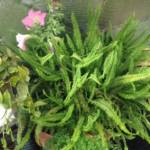 greenhouse plants in New Mexico