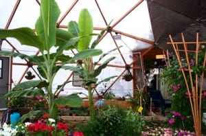 Two banana trees growing inside a greenhouse in Kansas