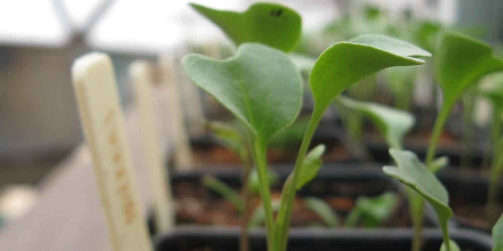 transplanting vegetables