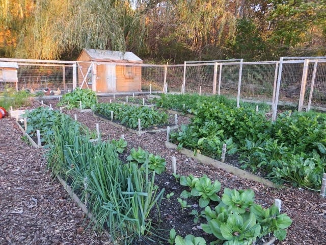Eva's Village Garden 2 - Growing Spaces Greenhouses victory garden at Wayne's Auto Spa