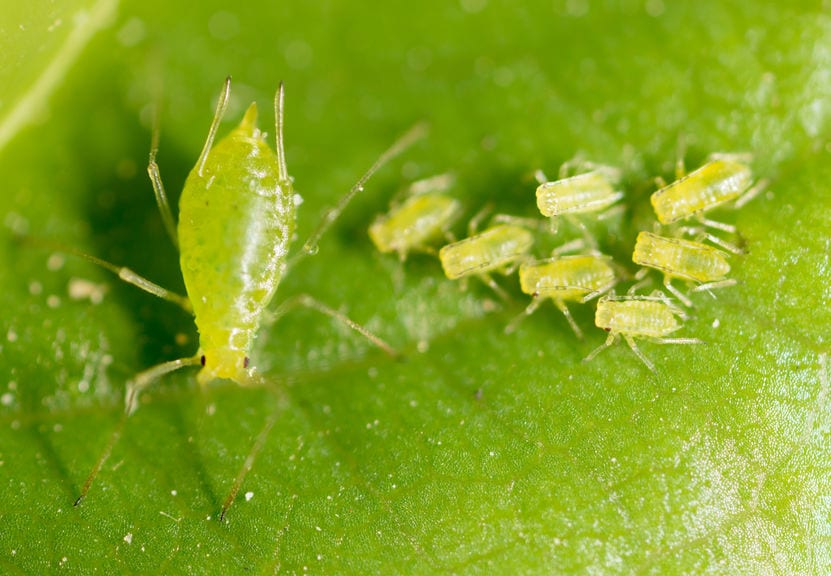 aphids on leaf