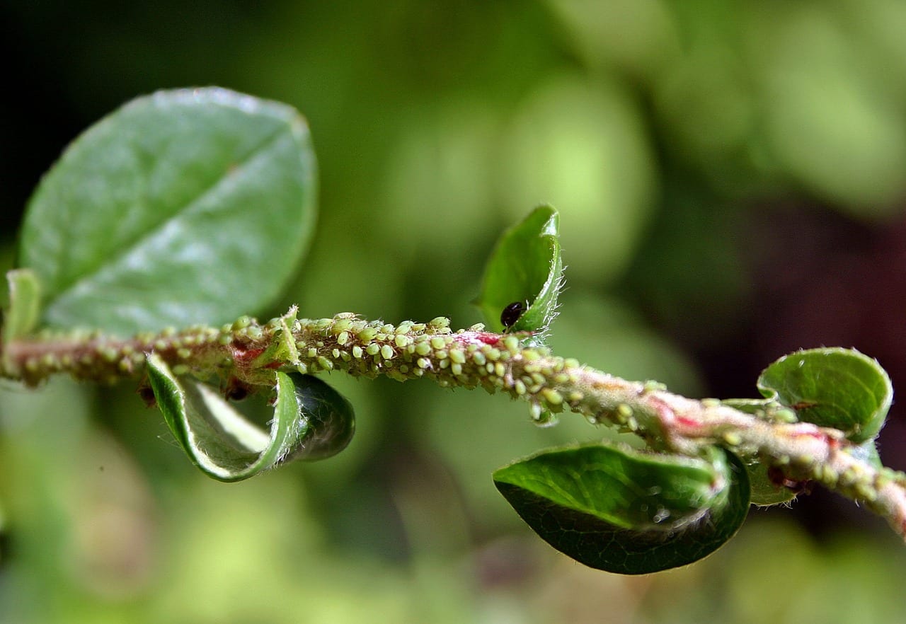 aphid management