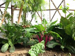 organic garden in a Growing Dome greenhouse