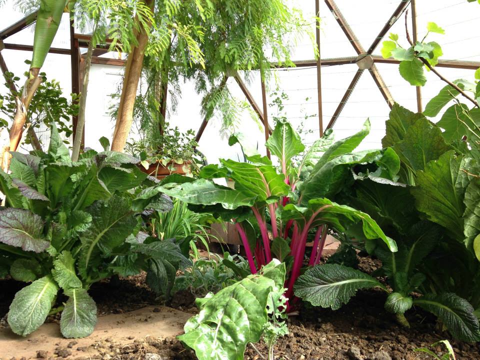 1922508_10152031296068201_960269086_n - Growing Spaces Greenhouses