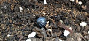 organic pest control roly poly in a ball