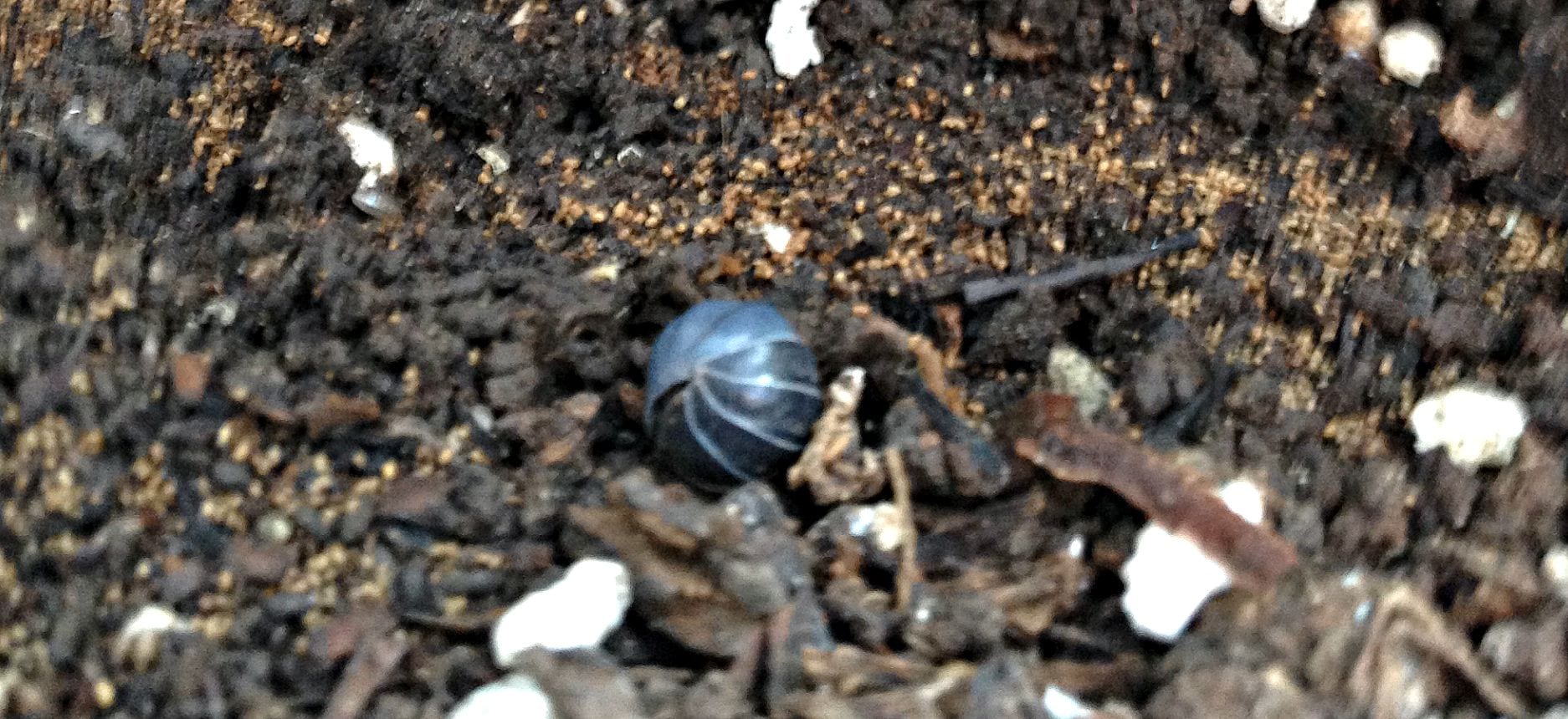 Lucy pill bug 2 - Growing Spaces Greenhouses organic pest control roly poly