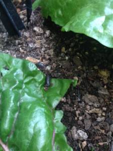 roly poly eating a chard leaf