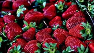strawberries can be used as roly poly traps