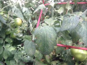 tomato plant with thrips damage
