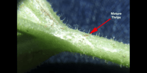 mature thrips on a plant stem