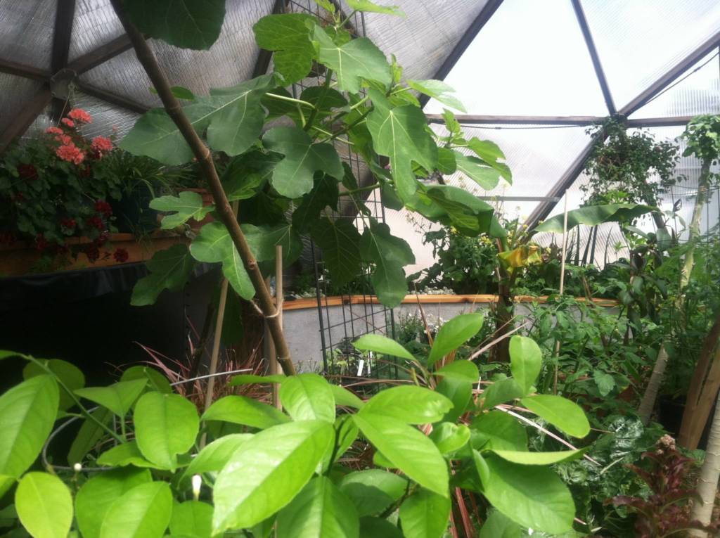 Fig tree growing in a growing dome greenhouse