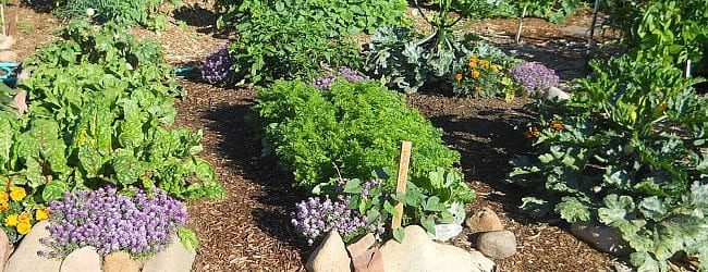 community garden lavender growing