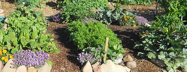 garden project 4 - Growing Spaces Greenhouses community garden lavender growing