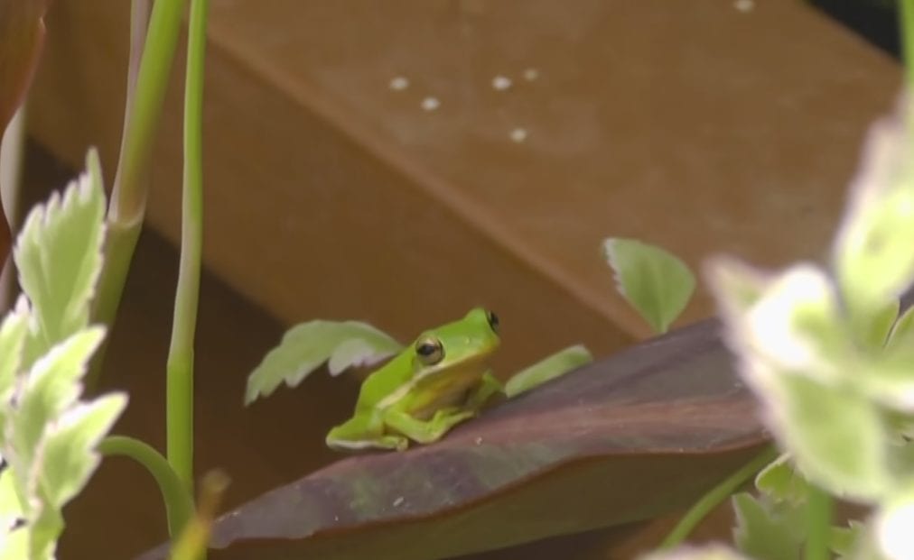 frog on a leaf in a greenhouse