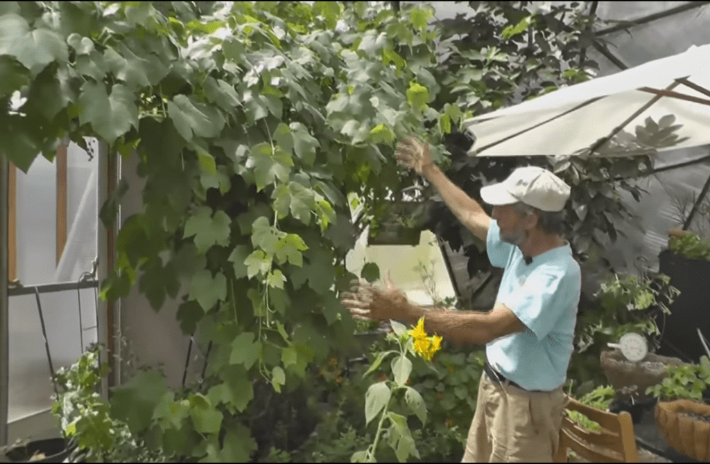 our founder, Udgar, showing off the leaves of a grapevine to keep your greenhouse cool