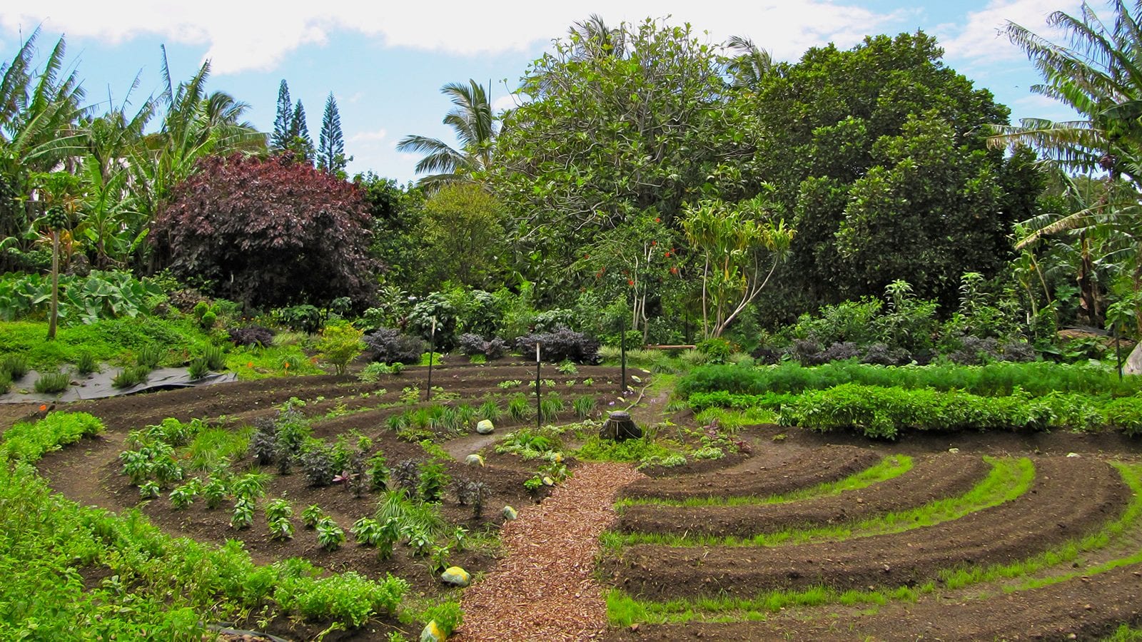 permaculture garden in the shape of a circle