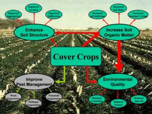 benefits of cover crops