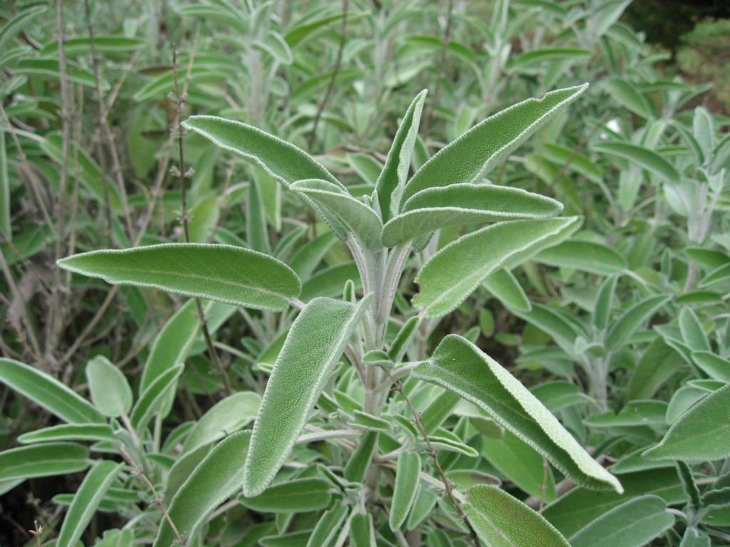 Growing Sage UK  How to Grow & Care For Sage - Herb Expert