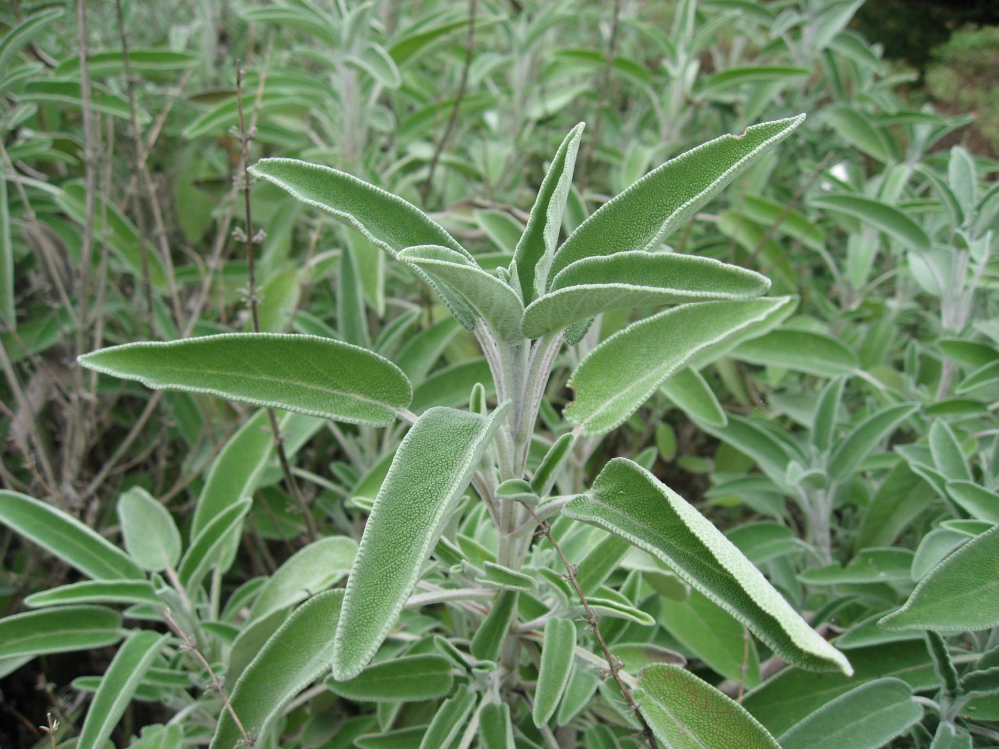 Sage GS - Growing Spaces Greenhouses Gargen Herbs for flu season - sage