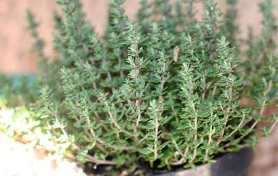 thyme growing in a pot