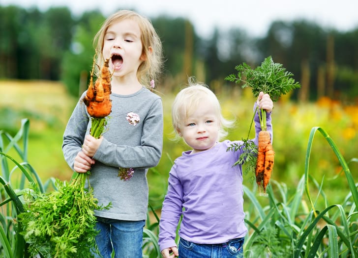 Carrot-SnacksGS - Growing Spaces Greenhouses Healthy snack