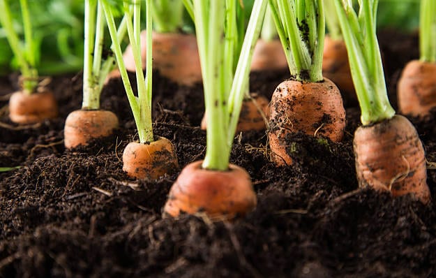 carrot-1GS - Growing Spaces Greenhouses healthy snack