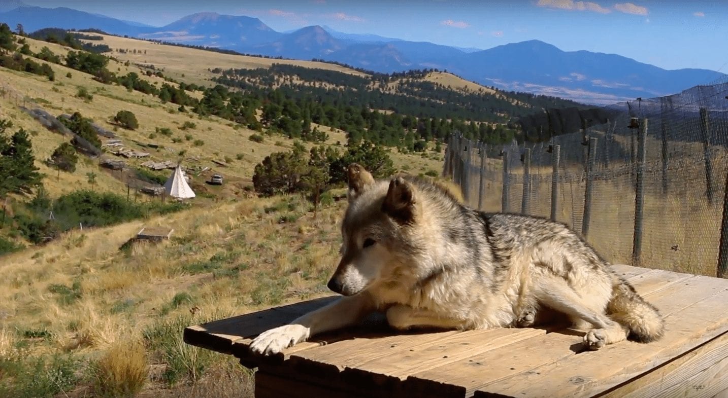 a wolf on an off grid sanctuary