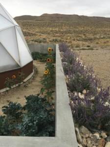 Geodesic Greenhouse in SW USA - Growing Spaces Greenhouses sunflowers around geodesic greenhouse in desert