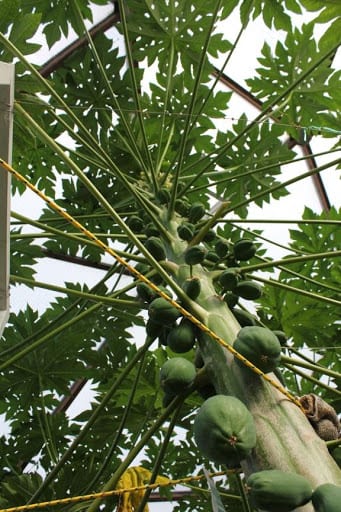 Papaya in Growing Dome Greenhouse in Sweden