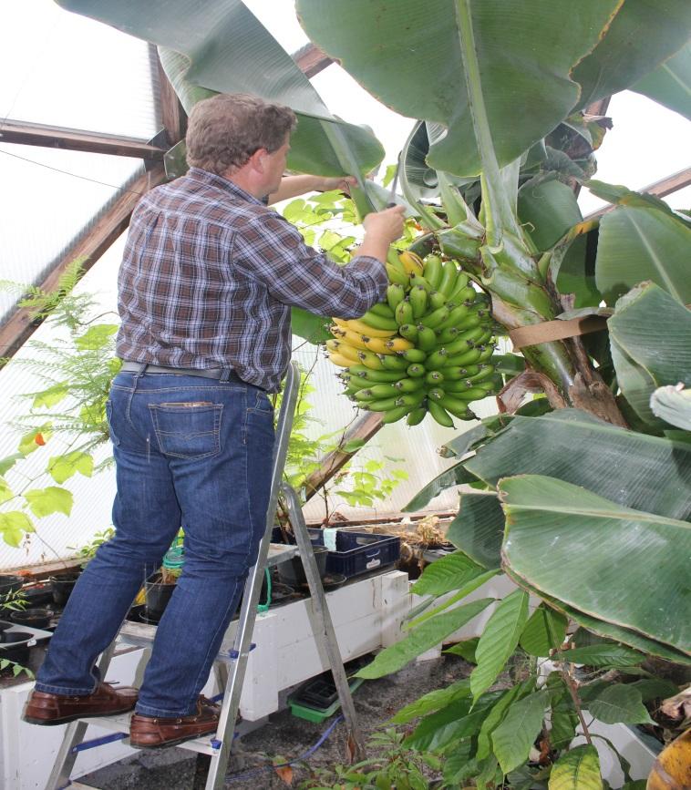 Banana Tree i Growing Dome Greenhouse in Sweden