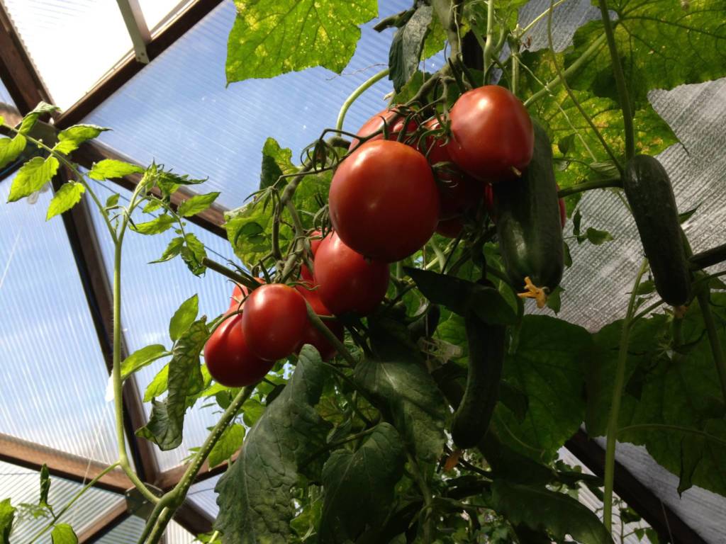 Fresh Tomatoes in a Growing Dome greenhouse for the whole food plant based cooking show