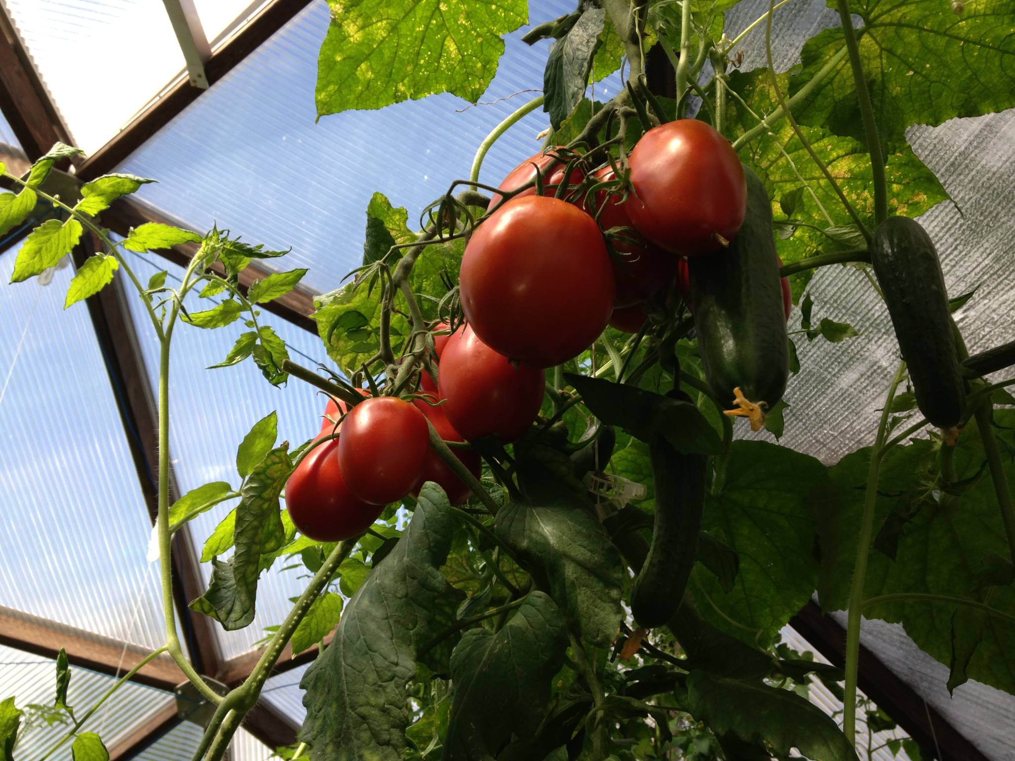 Fresh Tomatoes in a geodesic greenhouse