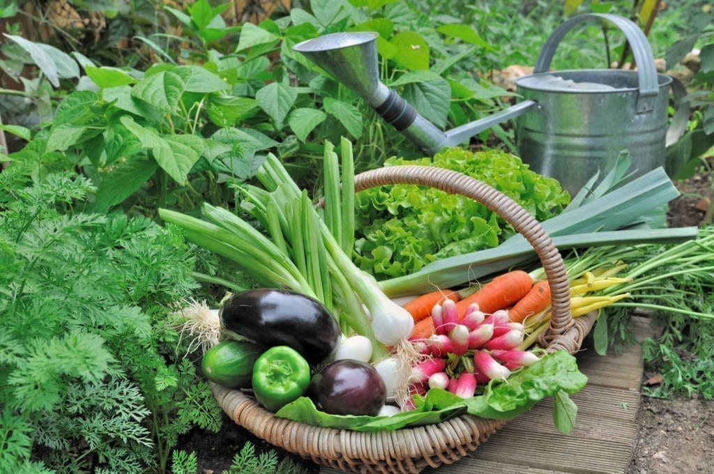 fresh garden vegetables in wicker basket with watering can