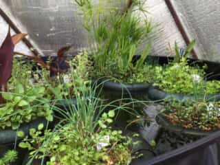 Above Ground Pond Floating Islands - Growing Spaces Greenhouses Floating Plant Islands in the Greenhouse Pond