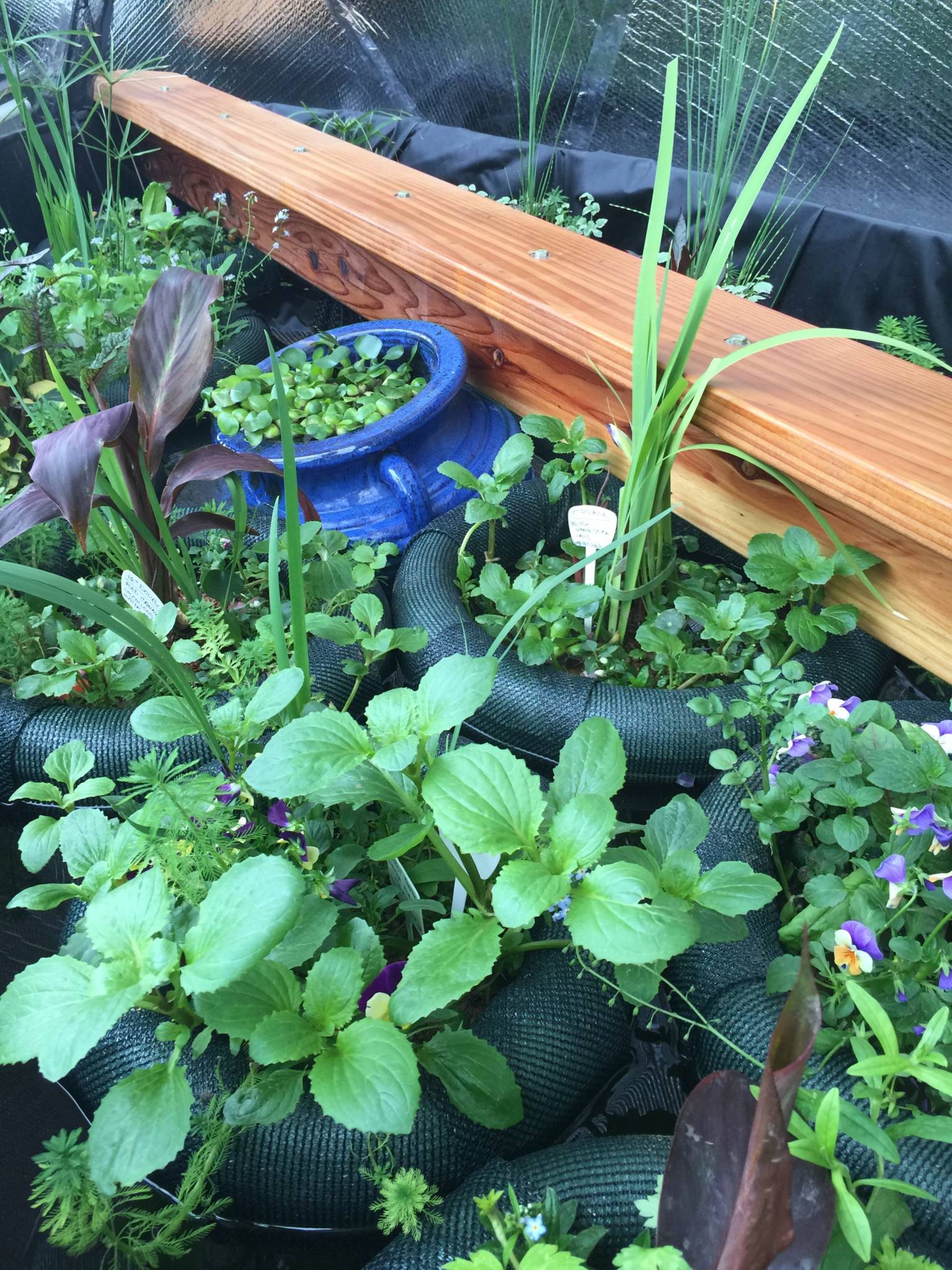 floating-water-plants-in-the-above-ground-pond