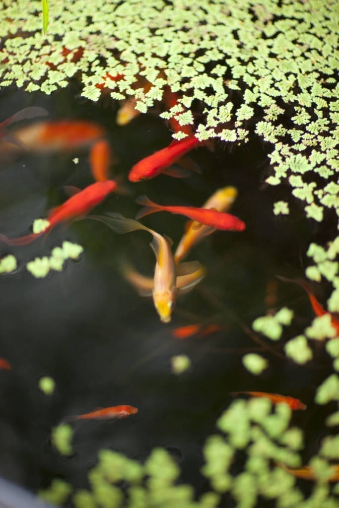 Goldfish in the Above Ground Pond