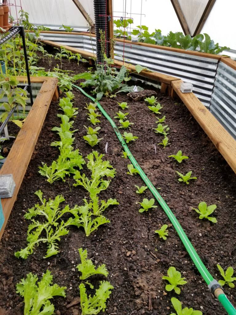 Starters in 33' - Growing Spaces Greenhouses Organic Pest Management During Seeding