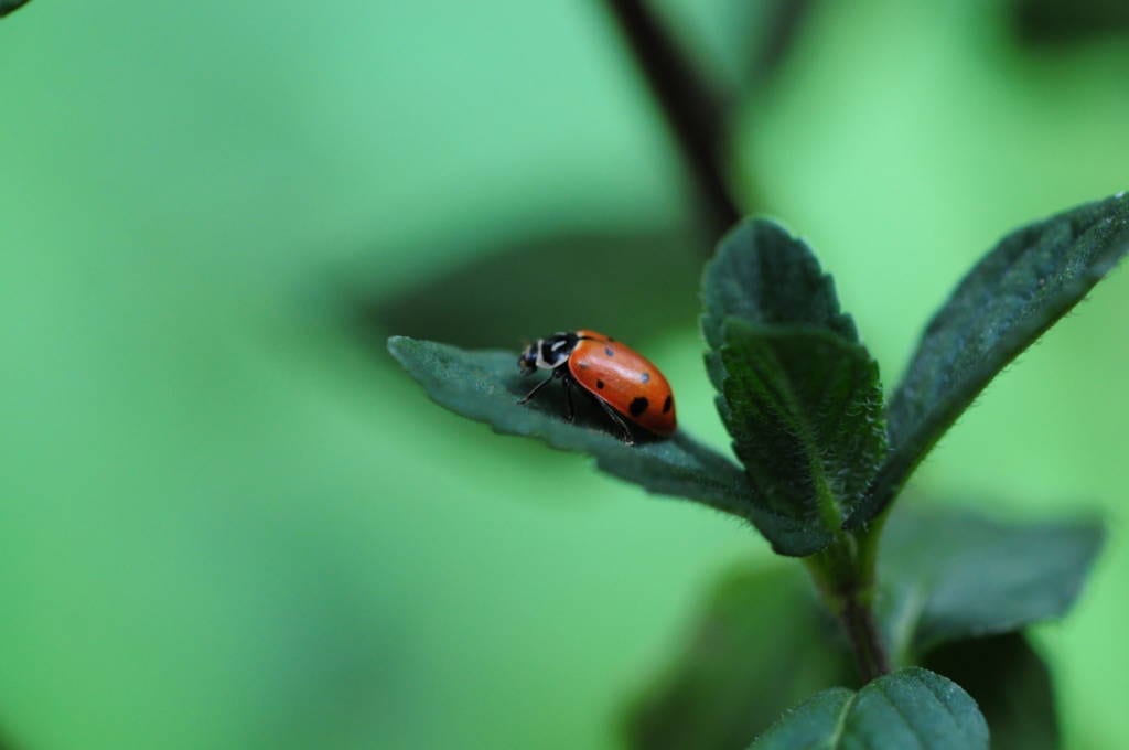 Importance of Crawling Insect Traps for Pest Control in the USA