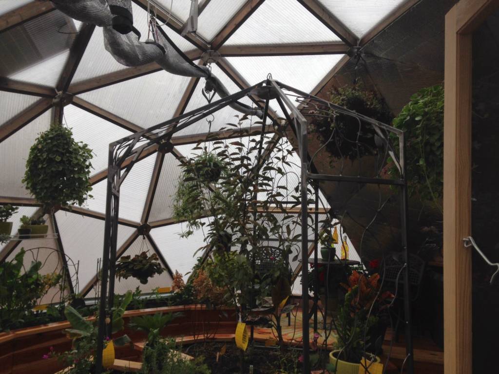 iron trellis in Growing Dome Greenhouse