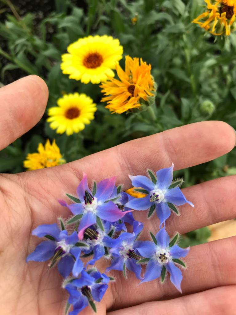 dome grown borage flowers